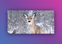 jQuery全屏焦点图弹性切换