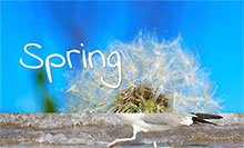 CSS+HTML图片滑动浏览效果