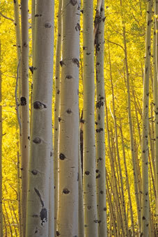 #17 caption goes here