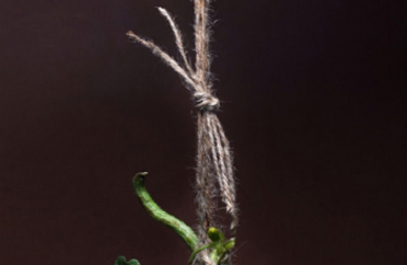 ���ǿ����̸��Ƶ����Ҫ���Ա��Ҫ���