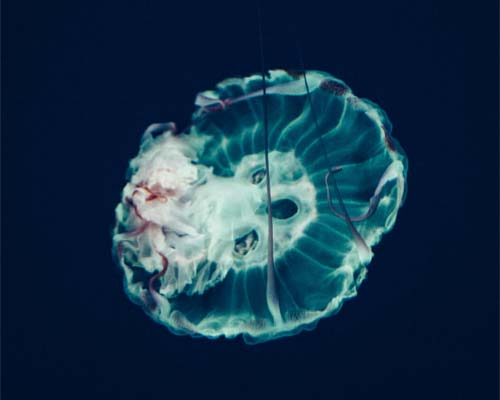 Free HTML5 Bootstrap Template by www.wangyeba.net